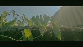 故土无亲归途有风