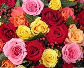 矫藏玫瑰,探寻神秘花语与独特魅力