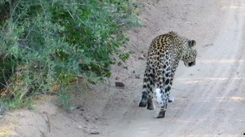 豹之路,探寻野性之美与生命力量的征途