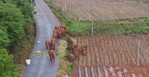 一路象北,探寻神秘北方的奇幻旅程